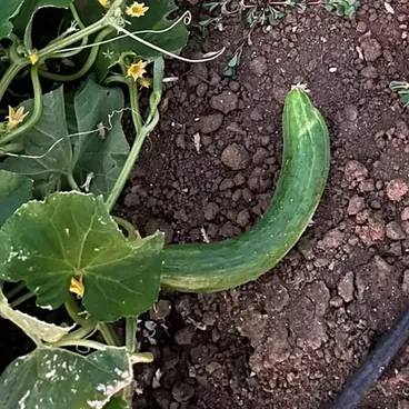 Cetrioli