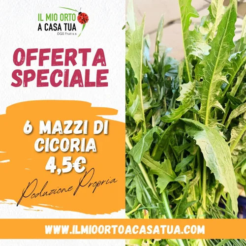Cicoria 6 Mazzi
