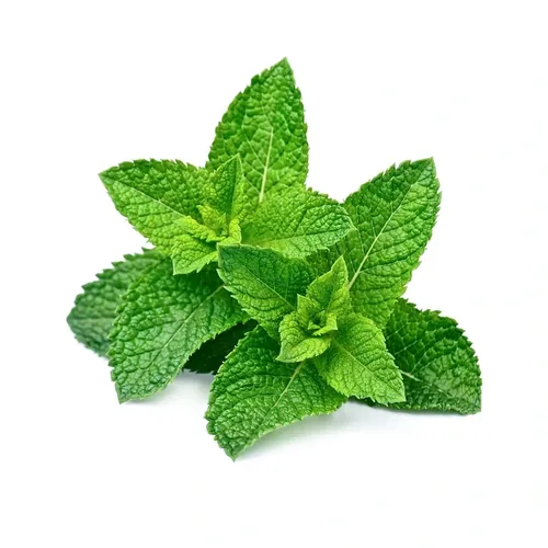 Menta