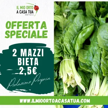2 Mazzi Bieta