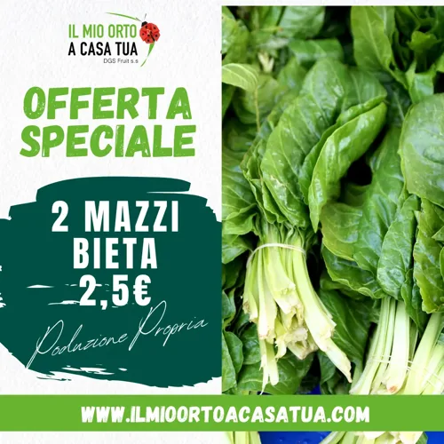 2 Mazzi Bieta