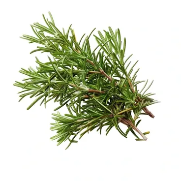 Rosmarino